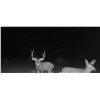 Image 18 : Fully Guided New Mexico Mule Deer Hunt in 2026 for 1 Hunter with Milagro Mule Deer Hunts in GMU 39