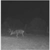Image 19 : Fully Guided New Mexico Mule Deer Hunt in 2026 for 1 Hunter with Milagro Mule Deer Hunts in GMU 39