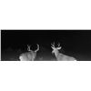 Image 22 : Fully Guided New Mexico Mule Deer Hunt in 2026 for 1 Hunter with Milagro Mule Deer Hunts in GMU 39