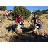 Image 4 : Fully Guided New Mexico Mule Deer Hunt in 2026 for 1 Hunter with Milagro Mule Deer Hunts in GMU 39