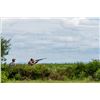 Image 8 : Argentina Dove Hunt for 4 Hunters * 3 Days of Hunting & 3 Nights with David Denies