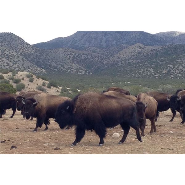 Cow Bison Hunt in New Mexico for 1 Hunter with Rancho De Chavez