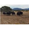 Image 6 : Cow Bison Hunt in New Mexico for 1 Hunter with Rancho De Chavez