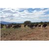 Image 7 : Cow Bison Hunt in New Mexico for 1 Hunter with Rancho De Chavez