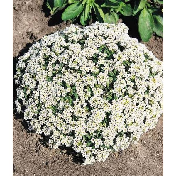 Alyssum Carpet of Snow Flower Seed Packets – 5 Packs of Mr. Fothergill’s