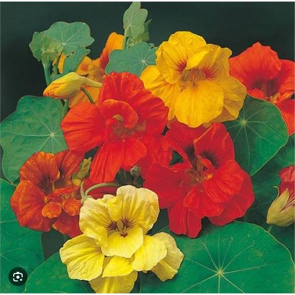 Nasturtium Capucine Trailing Mixed Seeds – 5 Packs of Mr. Fothergill’s