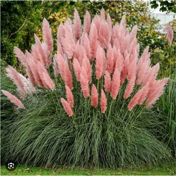 Grass Herbe Ornamental Pink Pampas – 5 Packs of Mr. Fothergill’s