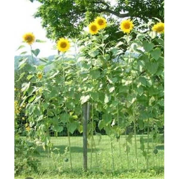Sunflower Giant Single Packs – 5 Packs of Mr. Fothergill’s