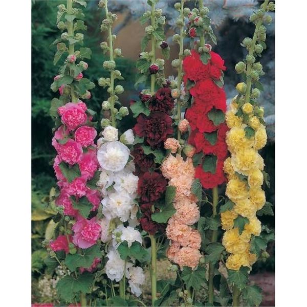 Hollyhock ‘Chater’s Double Mixed – 5 Packs of Mr. Fothergill’s