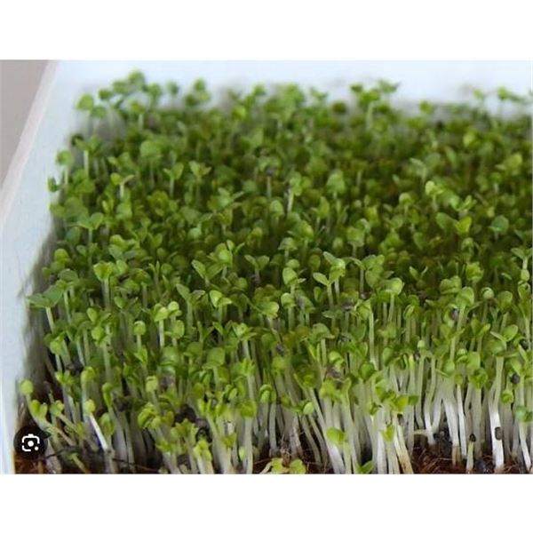 Microgreens Basil Sweet Seed Packs – 5 Packs of Mr. Fothergill’s
