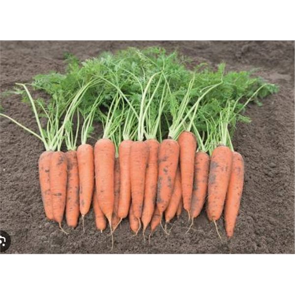 Autumn King Carrot  Seeds – 5 Packs of Mr. Fothergill’s