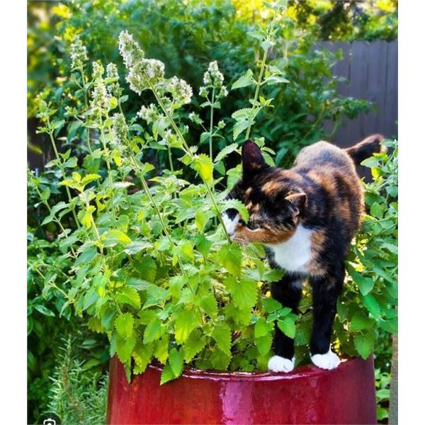 Catnip Seed Packs for Cats – 5 Packs of Mr. Fothergill’s