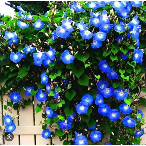 Morning Glory Heavenly Blue Packs – 5 Packs of Mr. Fothergill’s