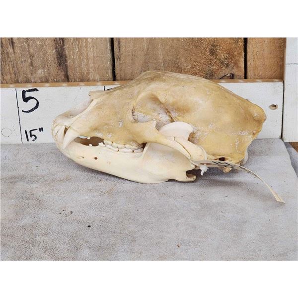Black Bear Skull Taxidermy