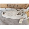 Image 2 : Big Alligator Skull Taxidermy