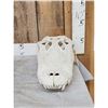 Image 3 : Big Alligator Skull Taxidermy
