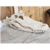 Image 4 : Big Alligator Skull Taxidermy