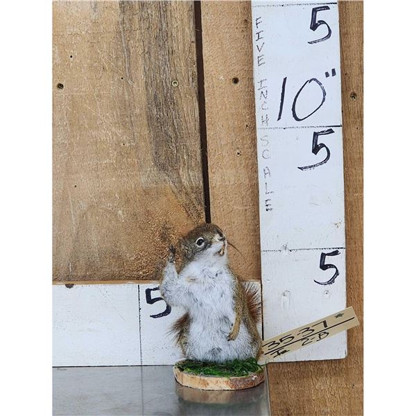 Meet Howdy The Pine Squirrel Full Body Taxidermy Mount