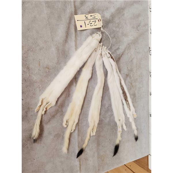 5 Tanned Ermine Furs Taxidermy