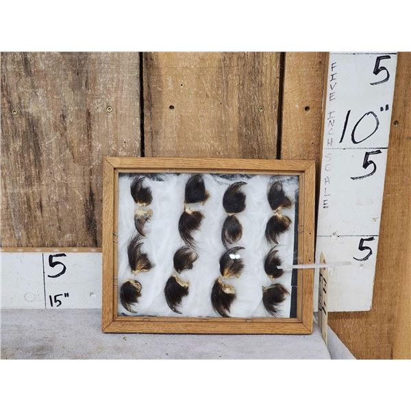 16 Black Bear Claws Taxidermy