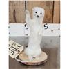 Image 3 : Meet Howdy The White Weasel Taxidermy Mount