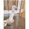 Image 4 : Meet Howdy The White Weasel Taxidermy Mount