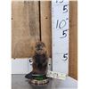 Image 1 : Baby Beaver Full Body Taxidermy Mount