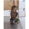 Image 2 : Baby Beaver Full Body Taxidermy Mount