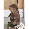 Image 3 : Baby Beaver Full Body Taxidermy Mount