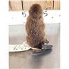 Image 4 : Baby Beaver Full Body Taxidermy Mount