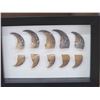 Image 2 : Frame Of 10 Bear Claws Taxidermy