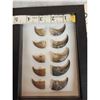 Image 3 : Frame Of 10 Bear Claws Taxidermy