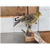 Image 2 : Lizard Canary Bird Taxidermy