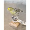 Image 4 : Lizard Canary Bird Taxidermy