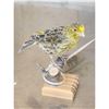 Image 5 : Lizard Canary Bird Taxidermy