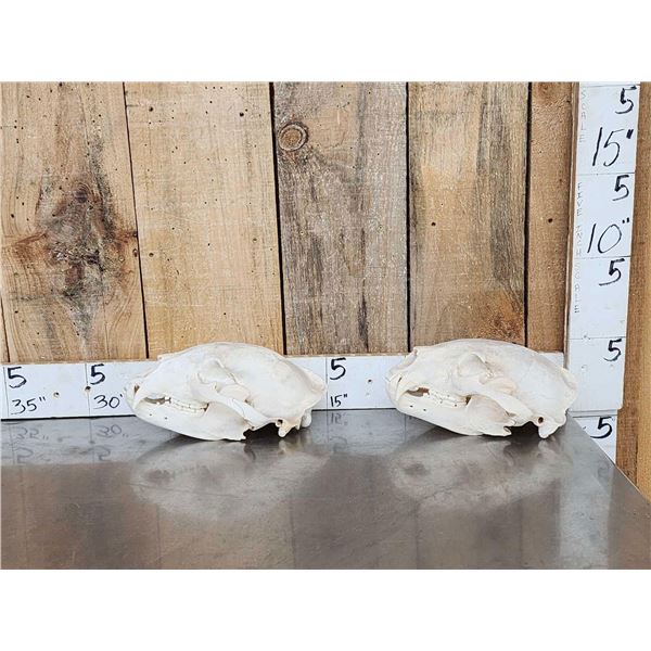 2 Big Black Bear Skulls Taxidermy
