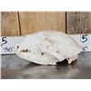 Image 2 : 2 Big Black Bear Skulls Taxidermy
