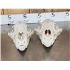 Image 4 : 2 Big Black Bear Skulls Taxidermy