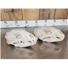 Image 5 : 2 Big Black Bear Skulls Taxidermy