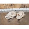 Image 6 : 2 Big Black Bear Skulls Taxidermy