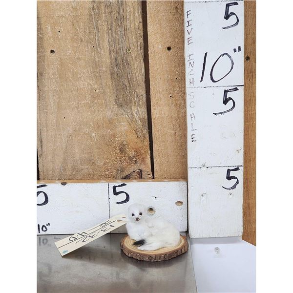 Weasel Full Body Taxidermy Mount