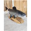 Image 6 : Hand Carved Wooden Catfish