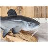 Image 8 : Hand Carved Wooden Catfish