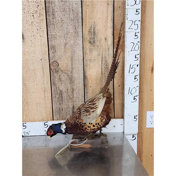 Ringneck Pheasant Full Body Bird Taxidermy