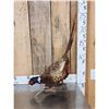 Image 1 : Ringneck Pheasant Full Body Bird Taxidermy