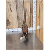 Image 2 : Ringneck Pheasant Full Body Bird Taxidermy