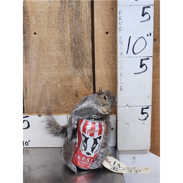 Drunken Squirrel Taxidermy Mount