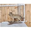 Image 1 : Coyote Full Body Taxidermy Mount