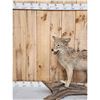 Image 3 : Coyote Full Body Taxidermy Mount