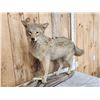 Image 4 : Coyote Full Body Taxidermy Mount